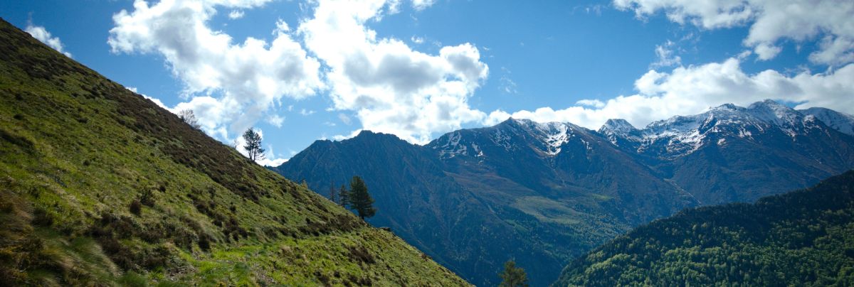 Tybetańskie zioła przyspieszające spalanie tkanki tłuszczowej.