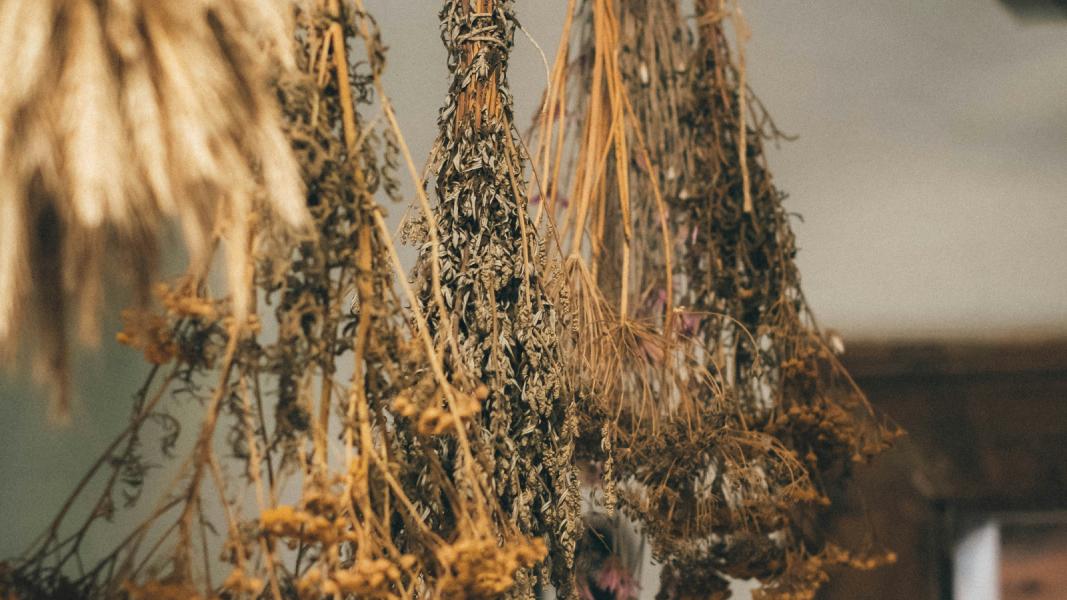 Zioła poprawiające przemianę materii.